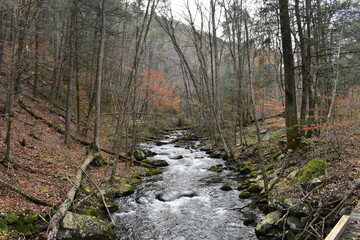 A Fast Flowing River in a Dead Autumn Forest