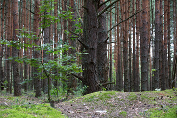 Summer quiet Pine forest