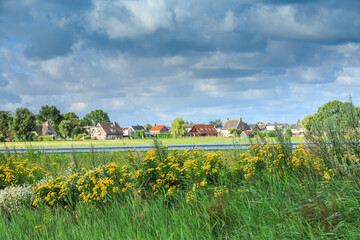 Polder landscape with yellow flowering Tansy, Tanacetum vulgare, in foreground against background...