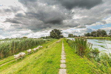 Dutch landscape with on the left a lake and embankment with a curious herd of sheep and on the right a solitary Queenswort, liverwort or Hemp Agrimony, Eupatorium cannabinum,