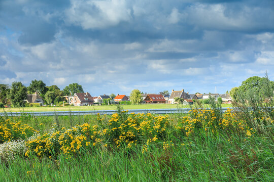 Polder landscape with yellow flowering Tansy, Tanacetum vulgare, in foreground against background with farms and houses on a polder dike and sky with dark clouds