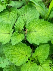 Dragonfly green background hd photo