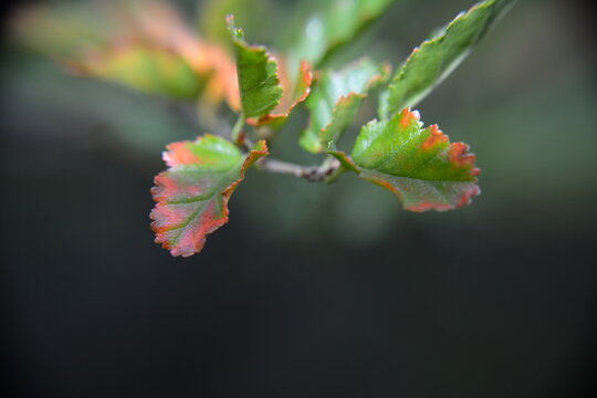 Macro picture of a green and red out of focus patagonic native plant (Lenga), El Chalten, Patagonia, Argentina.