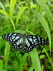 Blue Tiger butterfly closeup hd photo