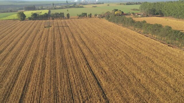 Corn plantation with flock of birds on sunny day in Brazil - aerial view