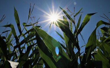 Maisfeld mit Sonnenstern