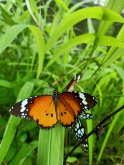Obraz na płótnie Canvas Plain tiger butterfly closeup photo