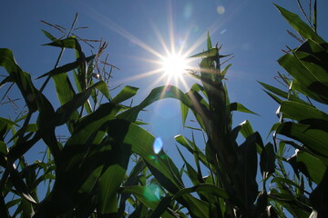 Maisfeld mit Sonnenstern