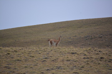 llama in the wild, on a arid patagonian landscape. Calafate, Patagonia, Argentina.