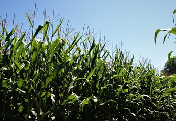 Obraz premium Maisfeld