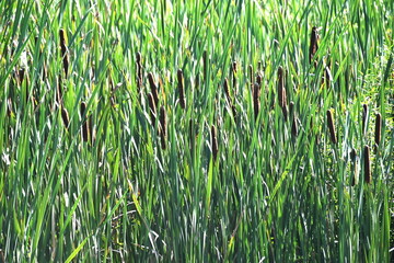 Fototapeta premium Cattails in the Marsh