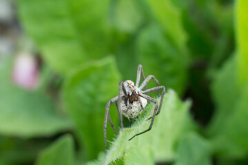 Nursery web spider carrying egg sac #1