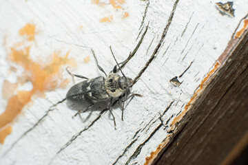 Beetle climbing on old painted wood