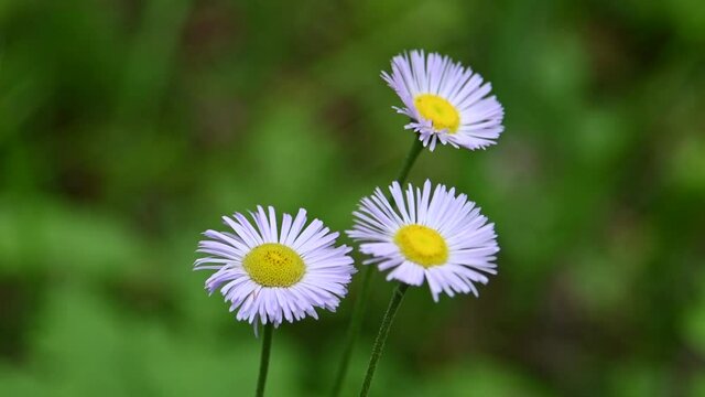 Macro video of three beautiful violet colored daisy wildflowers blowing in a light wind with out of focus green leaves in the background.  Only the flower in the foreground is in focus. Taken in a bor