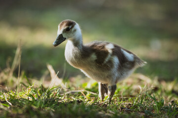 Closeup of an egyptian gosling