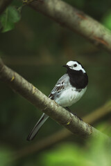 Closeup of a perched wagtail