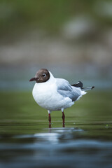 Closeup of a brown-headed gull standing in water