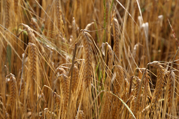 Golden ears of rye growing in the field