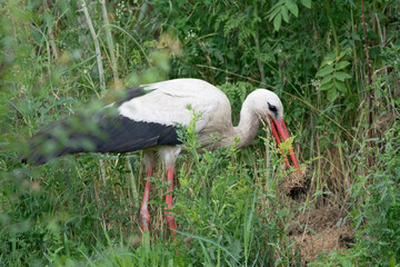 Stork collecting hay for nest