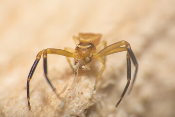 Spider collecting fibres of wood close-up