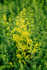 Obraz premium Yellow oilseed rape in bloom