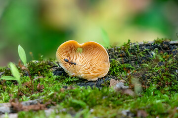 Orange mock oyster (Phyllotopsis nidulans)with an ant  on a mossy log