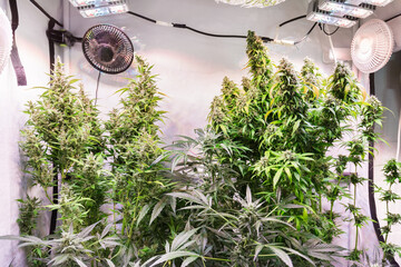 Shot of a cannabis plants growing in a grow tent during flowering stage