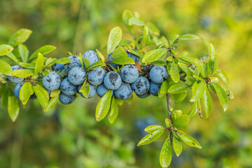 Close up ripe blue plums with water droplets of blackthorn, Prunus spinosa, against blur background