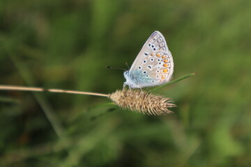 Fototapeta na wymiar Peat bog butterfly in the meadow