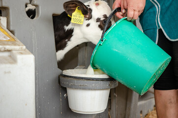 Dairy calves fed milk in the stable. Calf on a dairy farm drinking millk from a drinking bowls