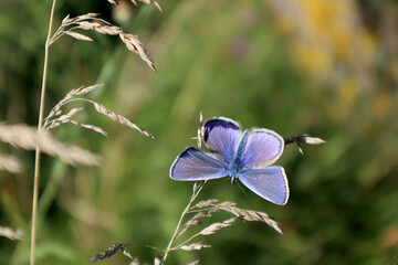 Naklejka premium Peat bog butterfly in the meadow