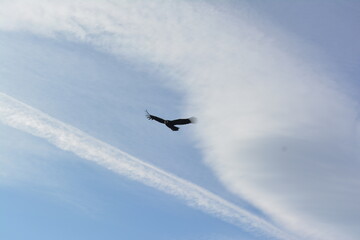 Condor flying majestically trhough a blue sky, El Chalten, Patagonia, Argentina