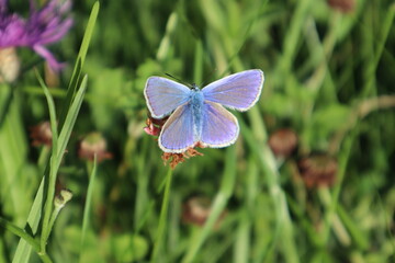 Peat bog butterfly in the meadow