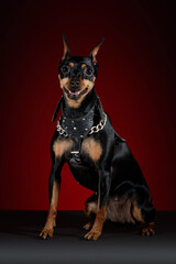 Perro Doberman con pechera posando para sesión fotográfica sobre una mesa gris y un fondo rojo  con negro.