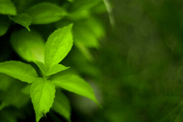 Fototapeta na wymiar Hydrangea macrophylla