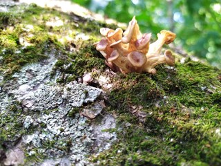 Mushroom on the old trunk of tree