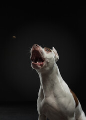 portrait of a dog on a dark background. American pit bull terrier.funny face. catches food. happy...