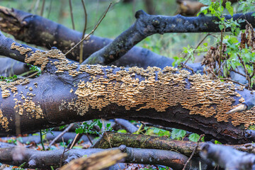 Yellow crust fungus, Stereum hirsutum, is a saprofyt and grows on dead wood  an is also knwn as Yellow Brown crust fungus