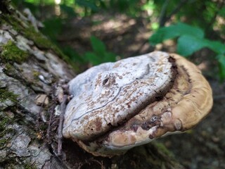 Old mushroom on a tree