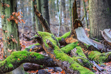 With green mosses and Yellow-brown crust fungus, Stereum hirsutum, is a saprofyt and grows on dead wood