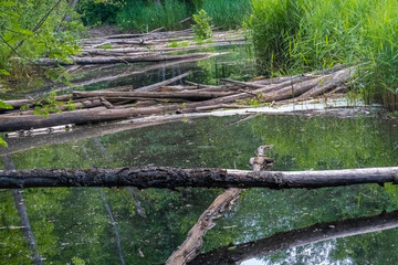 Beaver Trail, Soomaa (