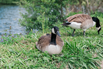 Canada geese on bank of Ruhr River