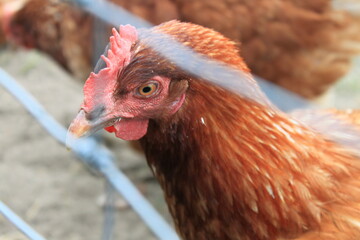 Bio Huhn aus Freilandhaltung hinter einem Maschendrahtzaun