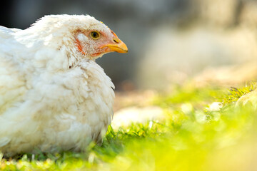 Hen feed on traditional rural barnyard. Close up of white chicken sitting on barn yard with green grass. Free range poultry farming concept.