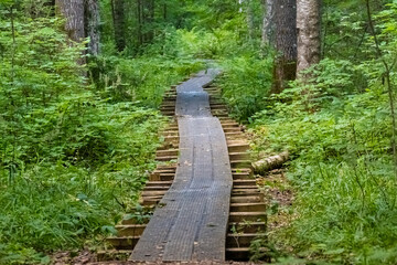 Fototapeta premium Beaver Trail, Soomaa (