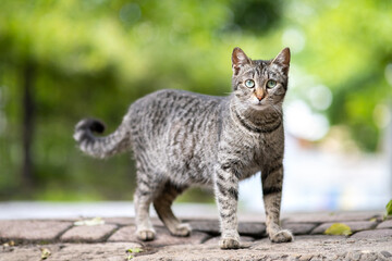 Naklejka na ściany i meble Cute gray striped cat standing outdoors looking in camera on summer street.