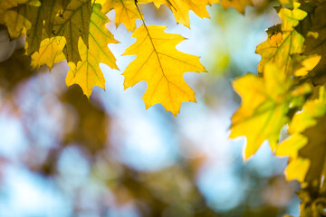 Close up of bright yellow and red maple leaves on fall tree branches with vibrant blurred background in autumn park.