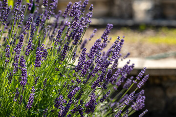  the blooming lavender flowers in Provence, near Sault, France