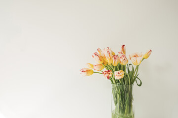 Yellow tulip flowers bouquet in glass vase against the white wall. Holiday celebration concept. Interior decoration.