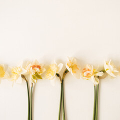 Narcissus flowers on white background. Flat lay, top view beauty floral composition
